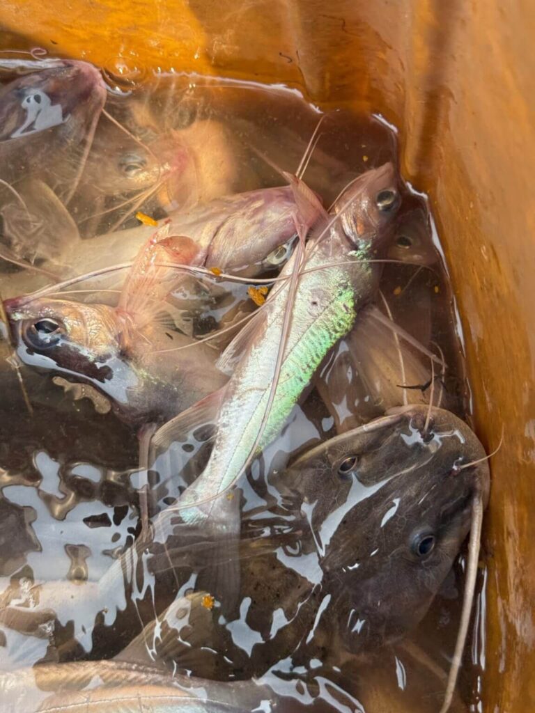 A group of catfish are swimming in a yellow bucket of water.