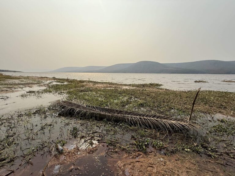 A desolate lake scene with a dry palm frond resting in shallow, grassy water near a muddy shore, under a hazy sky.