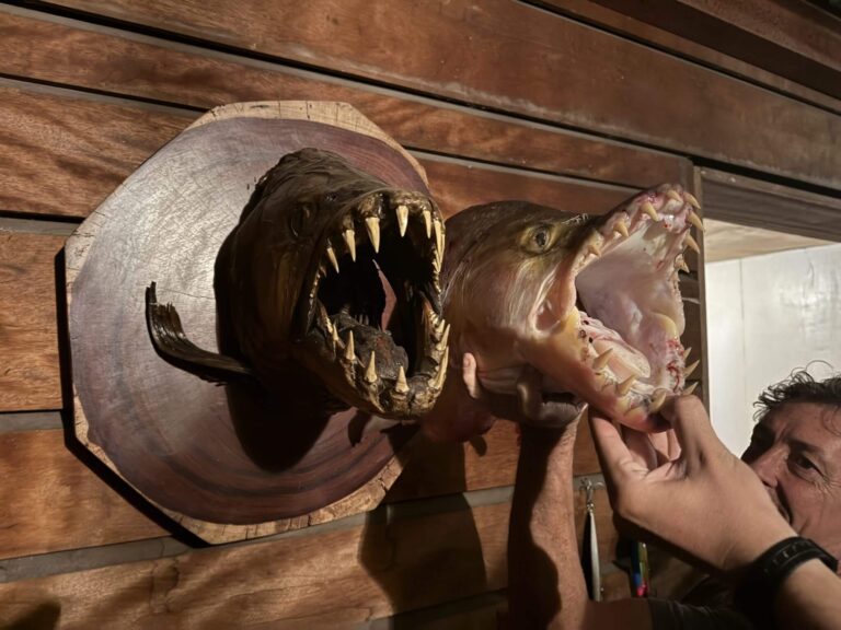 A man holds the head of a fish with sharp teeth next to a taxidermied fish head mounted on a wooden plaque.